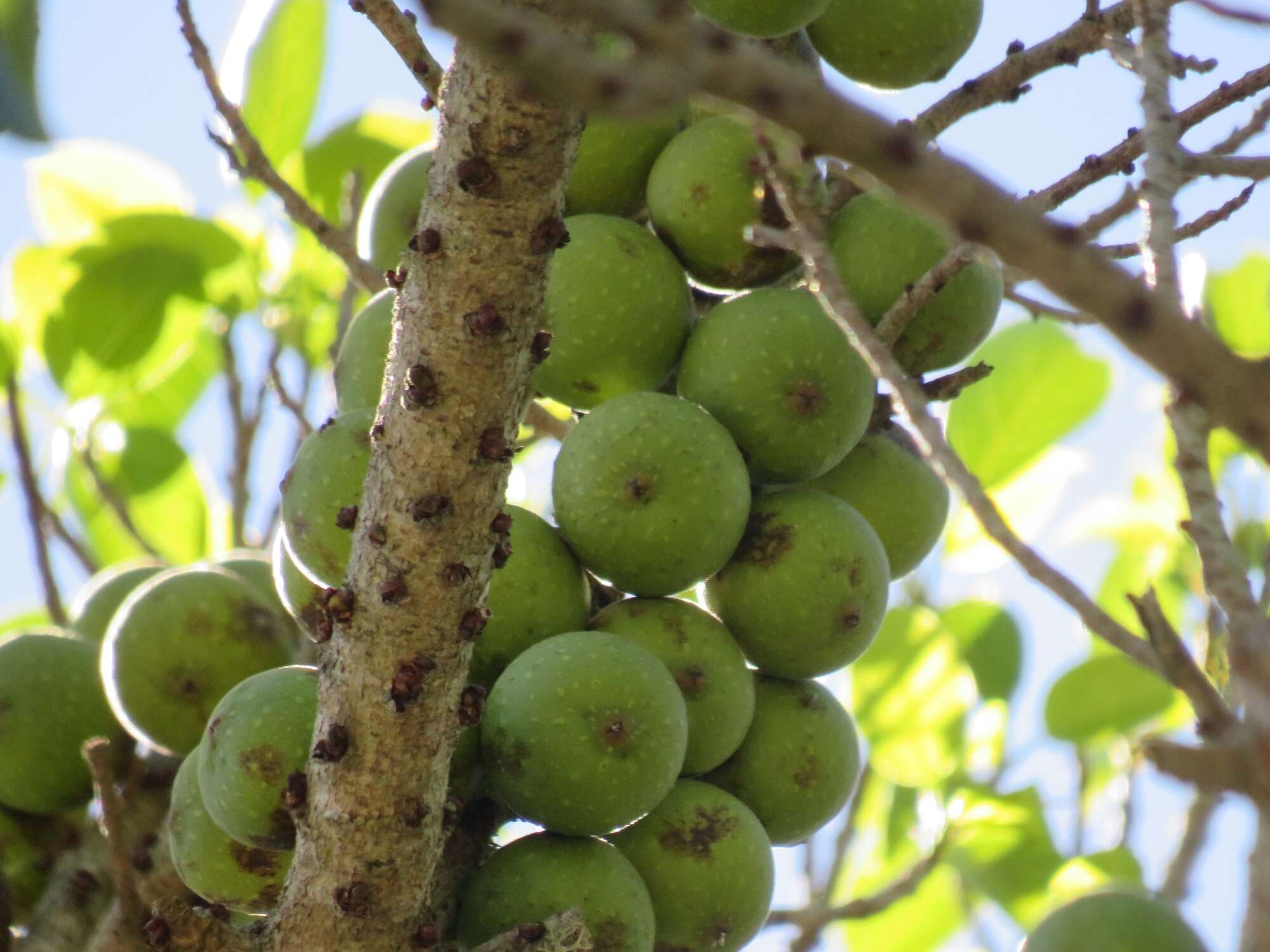 Ficus polita subsp. polita的圖片