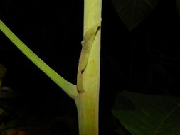 Image of <i>Sloanea zuliaensis</i> Pittier