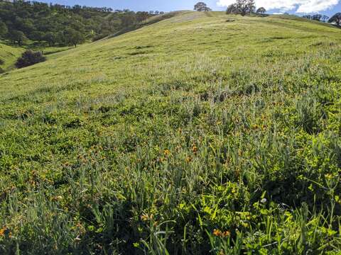 Image of tarweed fiddleneck