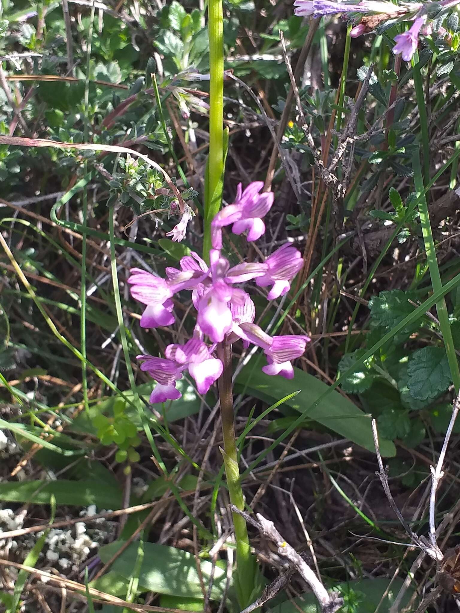 Anacamptis morio subsp. syriaca (E. G. Camus) H. Kretzschmar, Eccarius & H. Dietr.的圖片