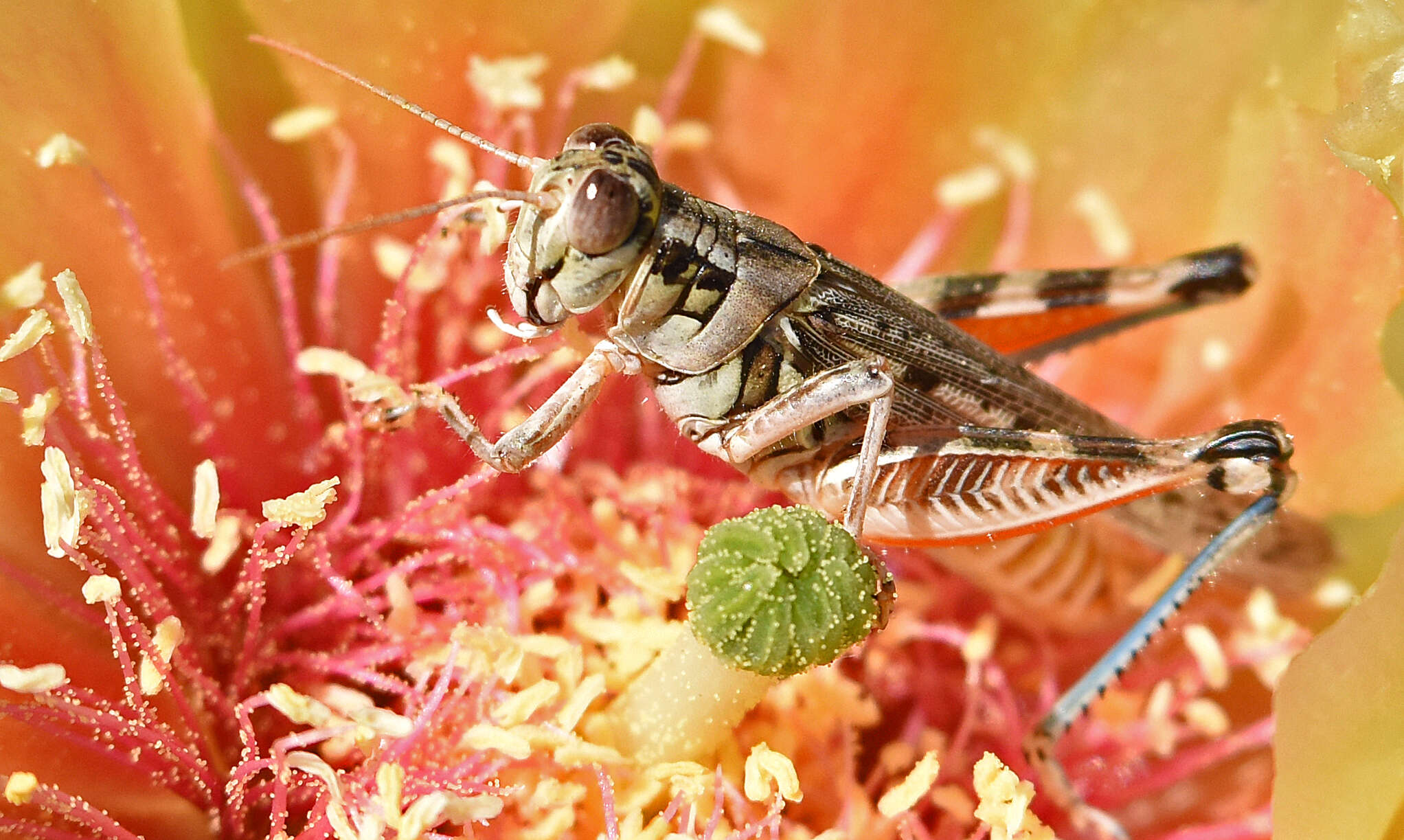 Image de Melanoplus occidentalis (Thomas & C. 1872)