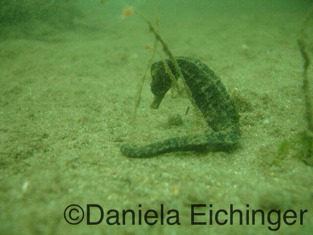 Image of Cape Seahorse