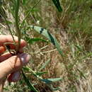 Image of Atriplex intracontinentalis Sukhor.