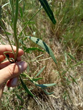 Image of Atriplex intracontinentalis Sukhor.