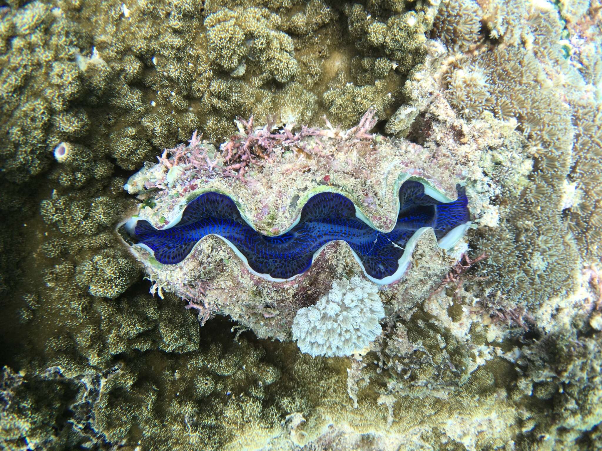 Image of Small giant clam