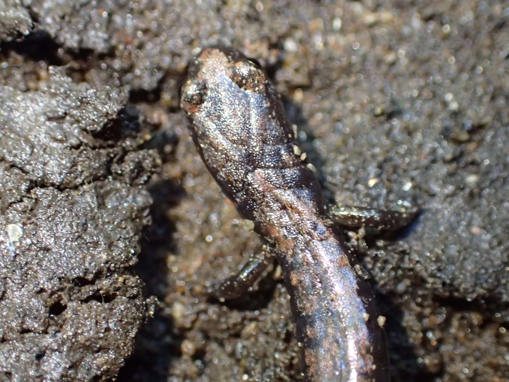 Image of Greenhorn Mountains Slender Salamander