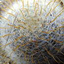 Image of Mammillaria jaliscana subsp. zacatecasensis (Shurly) D. R. Hunt