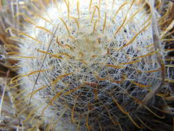 Image of Mammillaria jaliscana subsp. zacatecasensis (Shurly) D. R. Hunt