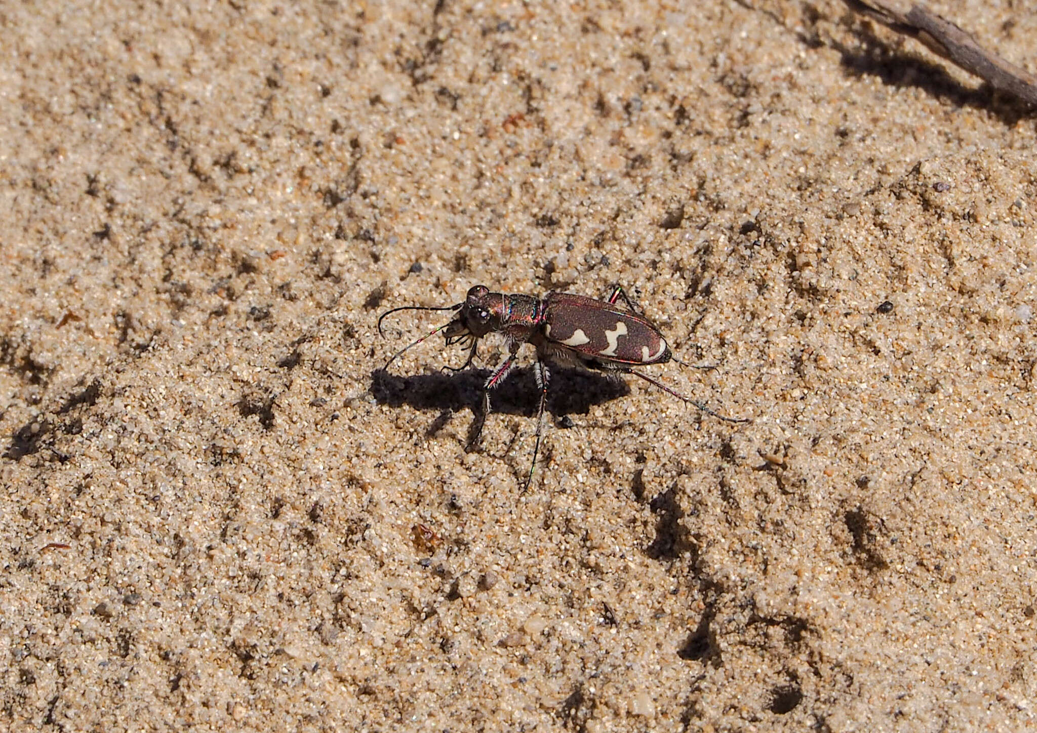 Слика од Cicindela hybrida kozhantshikovi