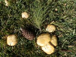 Image of Suillus kaibabensis Thiers 1976