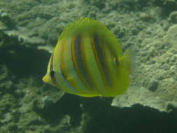 Image of Rainford's Butterflyfish