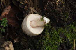 Image of Pluteus leucoborealis Justo, E. F. Malysheva, Bulyonk. & Minnis 2014