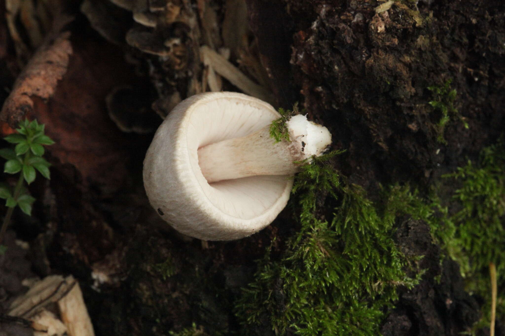 Image of Pluteus leucoborealis Justo, E. F. Malysheva, Bulyonk. & Minnis 2014