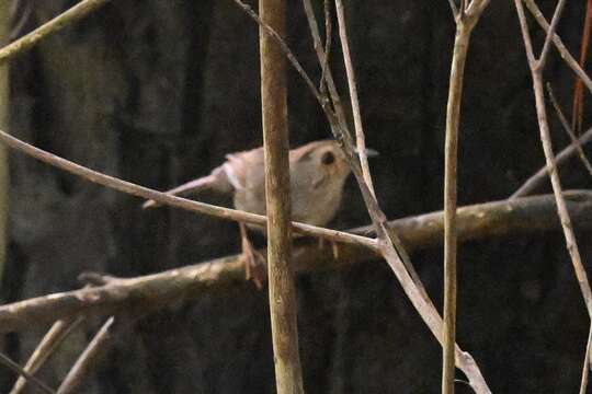 Image of Dusky Fulvetta