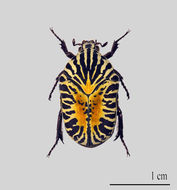 Image of <i>Gymnetis stellata</i> (Latreille 1833)
