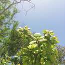 Image of Pereskiopsis rotundifolia (DC.) Britton & Rose