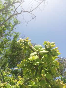 Image of Pereskiopsis rotundifolia (DC.) Britton & Rose