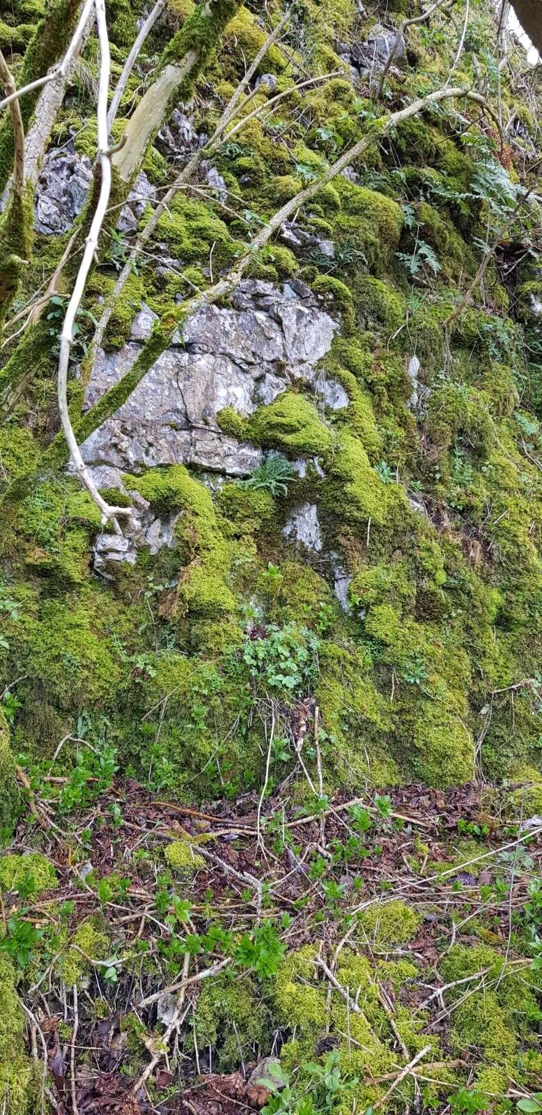 Image of Downy Veilwort