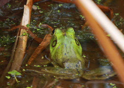Image of Pig Frog