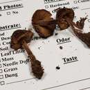 صورة Inocybe ericetorum Vauras & Kokkonen 2013