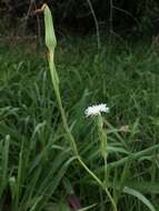 Image of Picrosia longifolia D. Don