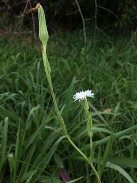 Image of Picrosia longifolia D. Don