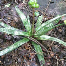 Sivun Aloe ankaranensis Rauh & Mangelsdorff kuva