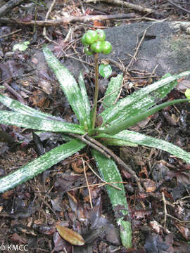 Aloe ankaranensis Rauh & Mangelsdorff resmi