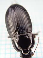 Image of Harpalus (Harpalus) serripes (Quensel ex Schönherr 1806)