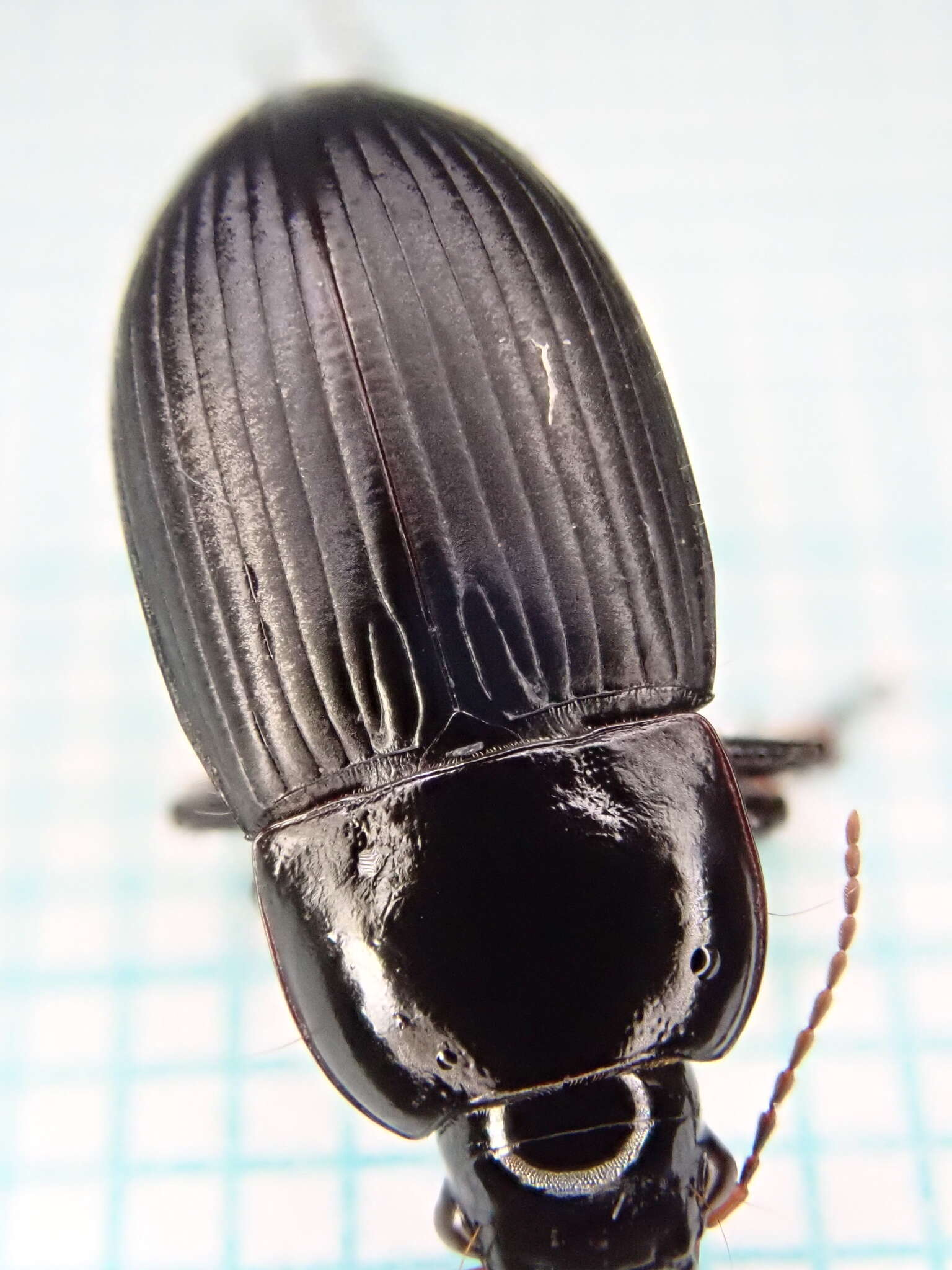 Image of Harpalus (Harpalus) serripes (Quensel ex Schönherr 1806)