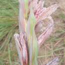 Image of Gladiolus vinosomaculatus Kies