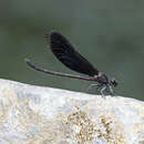 Image de Euphaea refulgens Hagen ex Selys 1853