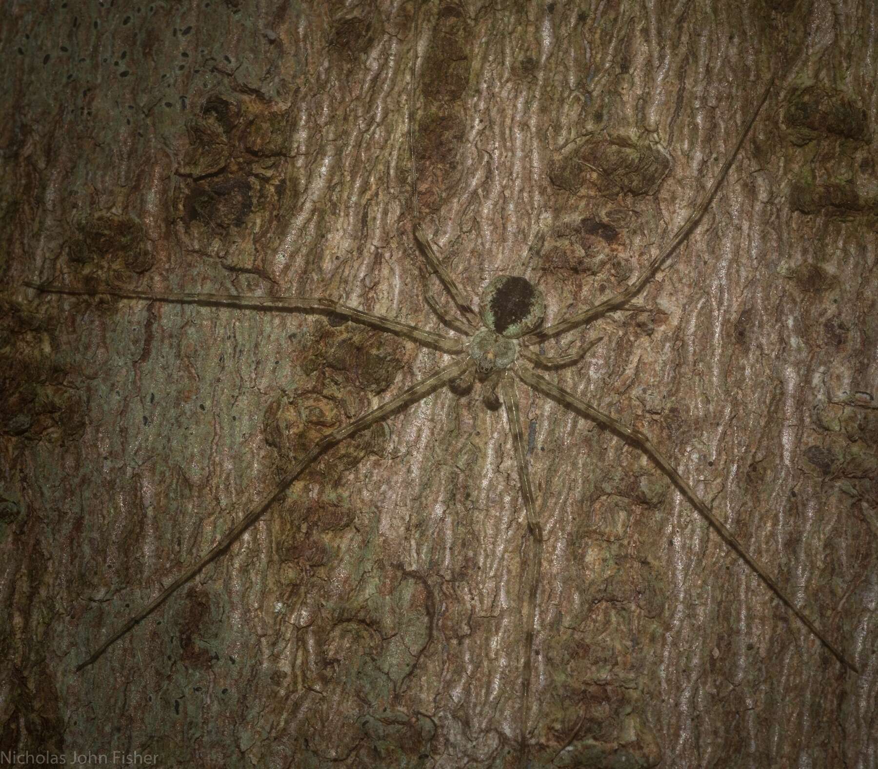 Image of Tamopsis tweedensis Baehr & Baehr 1987