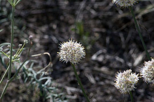 Image of Allium saxatile M. Bieb.