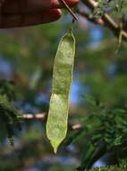 Image of catechu tree