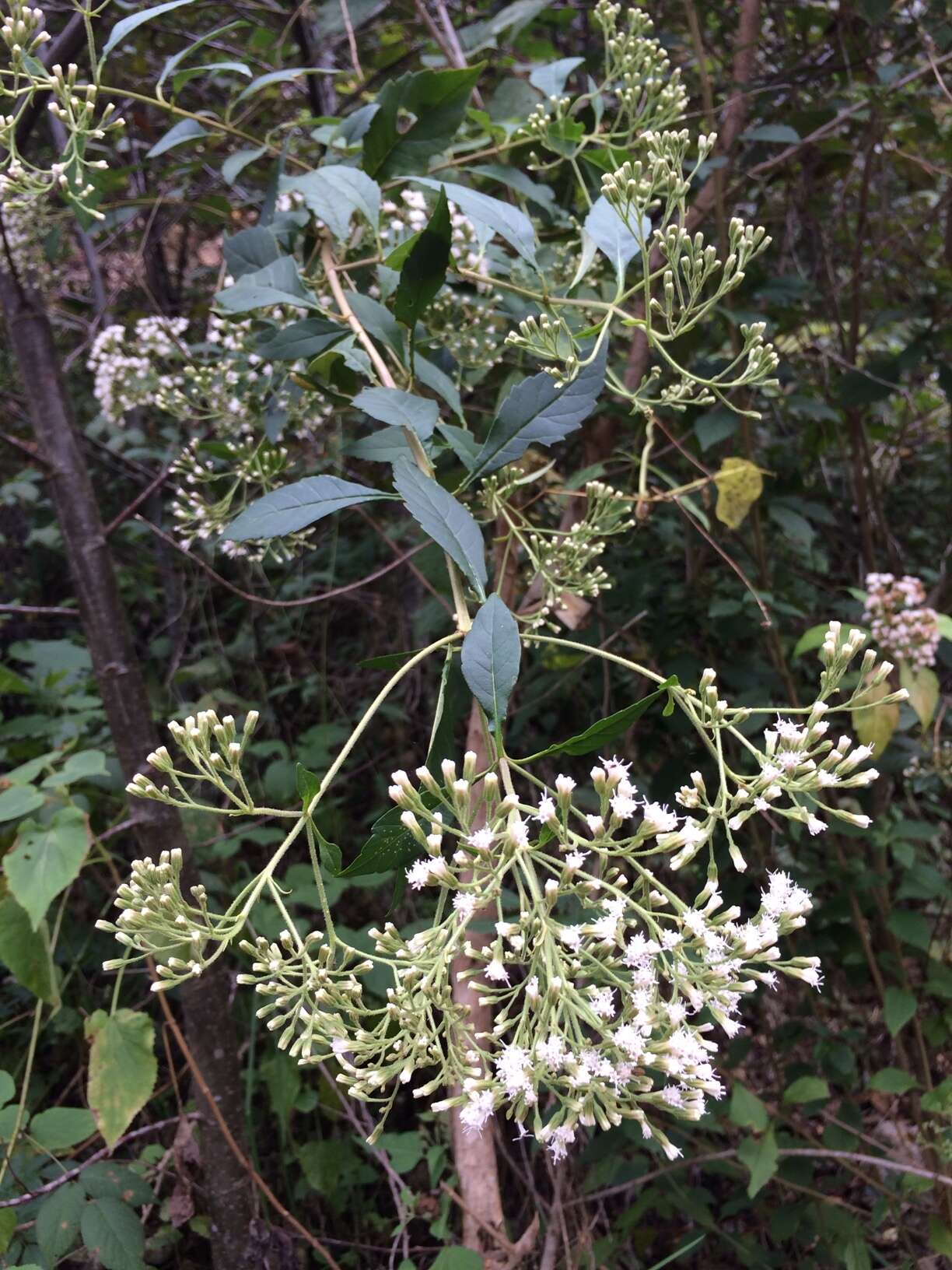 Image of Ageratina ligustrina (DC.) R. King & H. Rob.