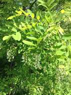 Image of black locust