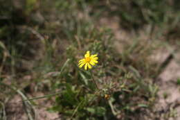 Osteospermum spathulatum (DC.) Norlindh的圖片