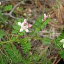 Image of Cretan crownvetch