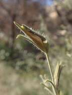 Image of hairy bird's beak