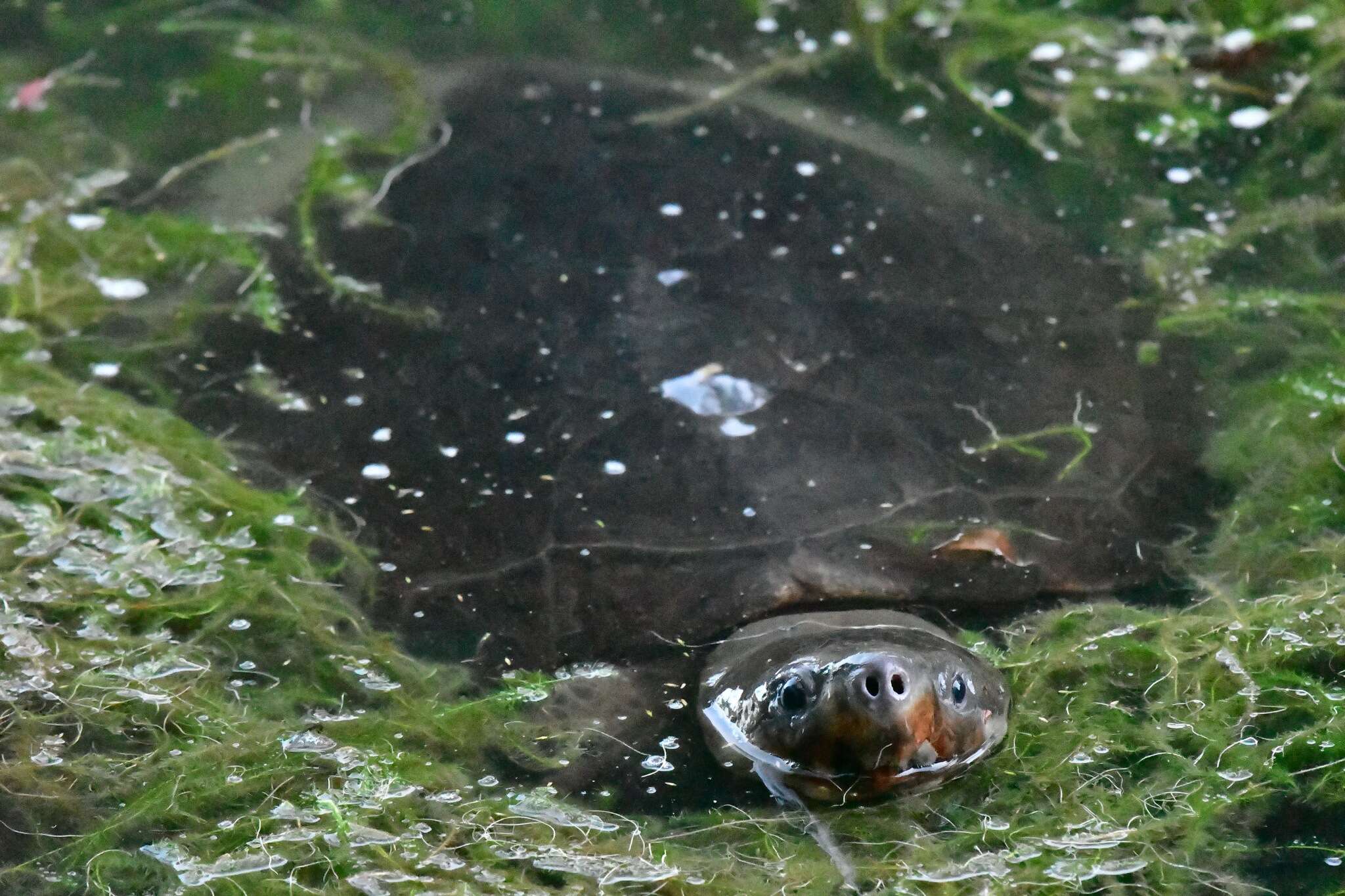 Image of Bornean River Turtle