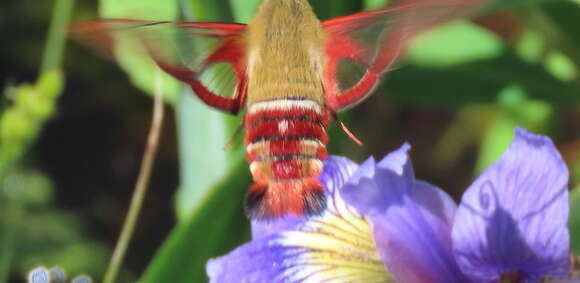 Image de Hemaris gracilis (Grote & Robinson 1865)