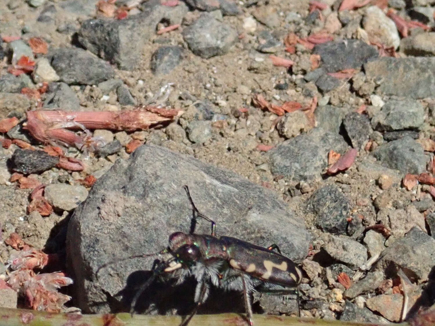 Image of Cicindela (Cicindelidia) senilis G. Horn 1867