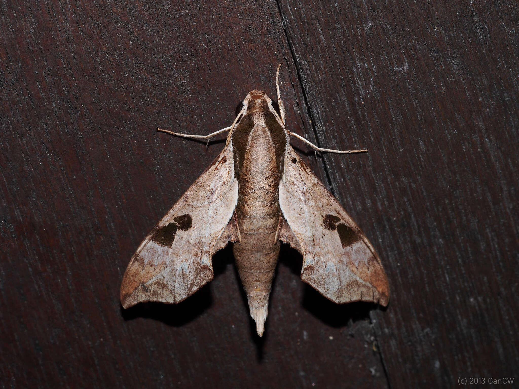 Image of Enpinanga borneensis (Butler 1879)