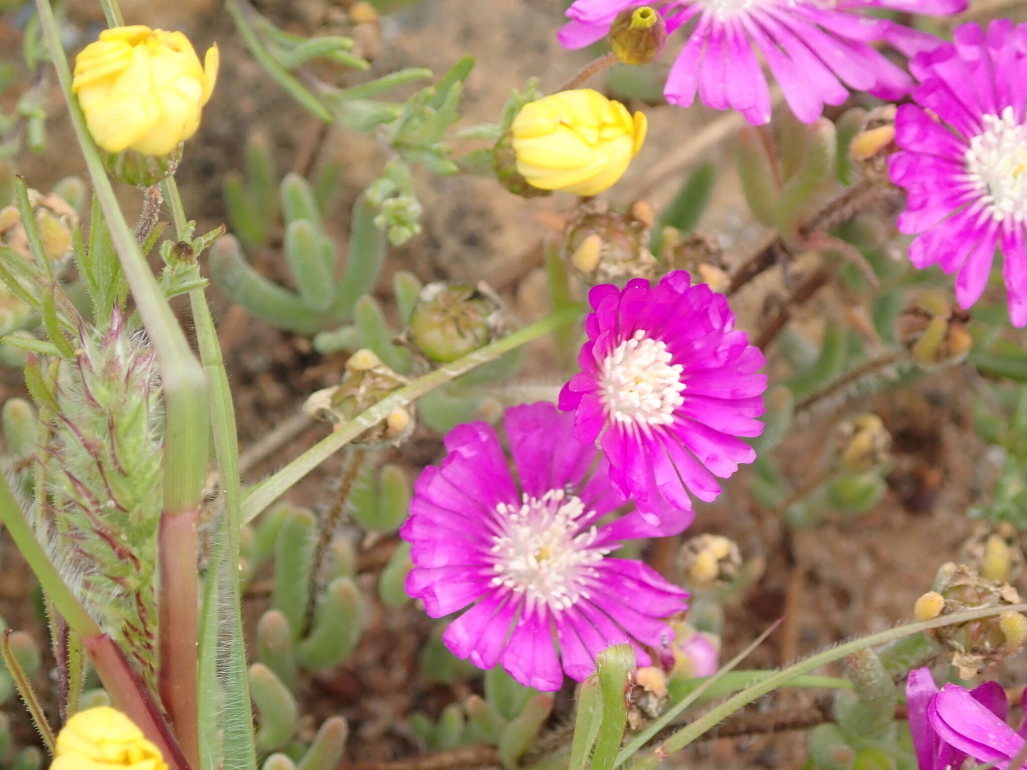 Imagem de Drosanthemum latipetalum L. Bol.