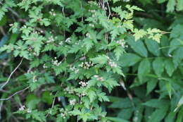 Image of laceshrub