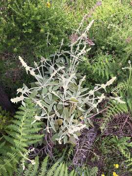 Sideritis lotsyi (Pit.) Bornm.的圖片