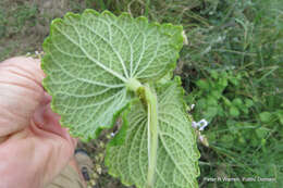 Image of <i>Coleus hadiensis</i>