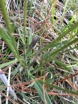 Coreopsis gladiata Walt.的圖片