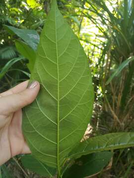 Image de Ficus congesta Roxb.